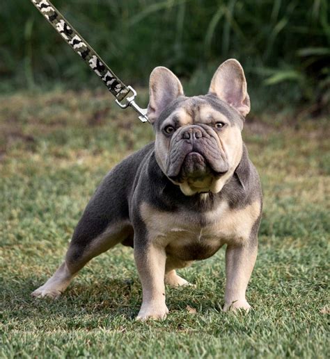 rolex french bulldog stud|french bulldog stud service cost.